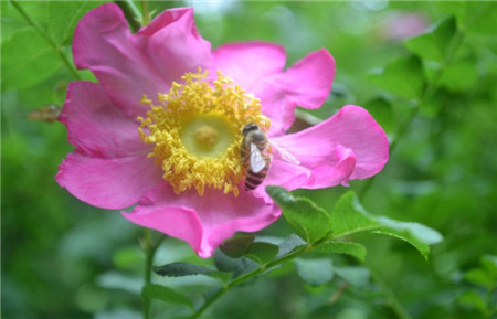 缫丝花烂根怎么办