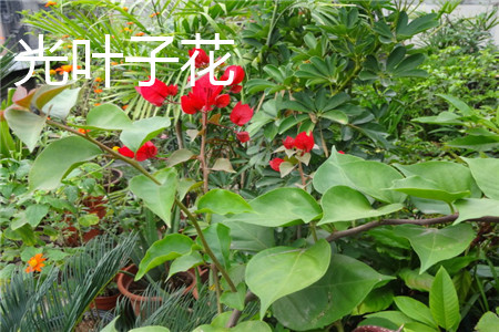 光叶子花