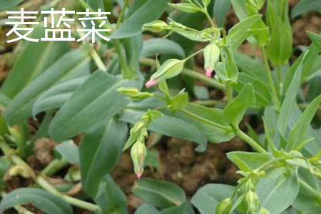 麦蓝菜