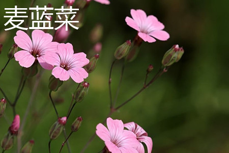 麦蓝菜