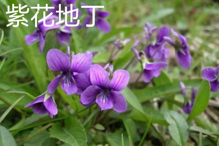 紫花地丁叶子