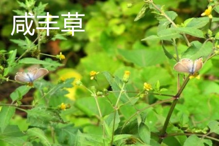 咸丰草植株