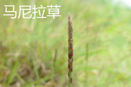 马尼拉草