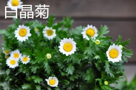 白晶菊植株.jpg