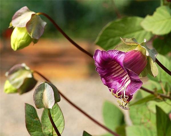  电灯花花枝