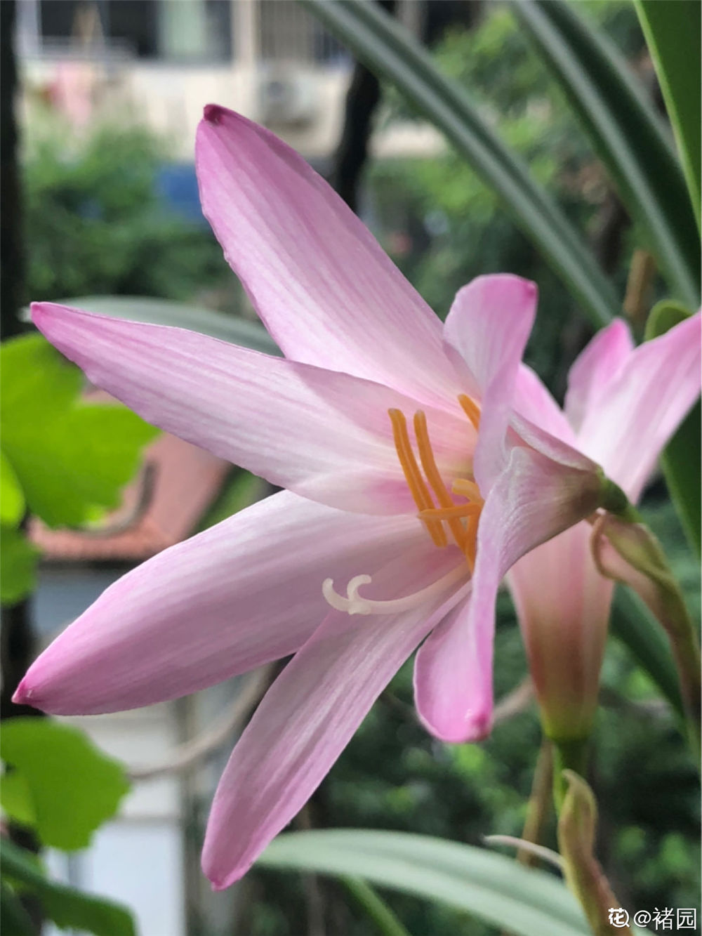 风雨兰